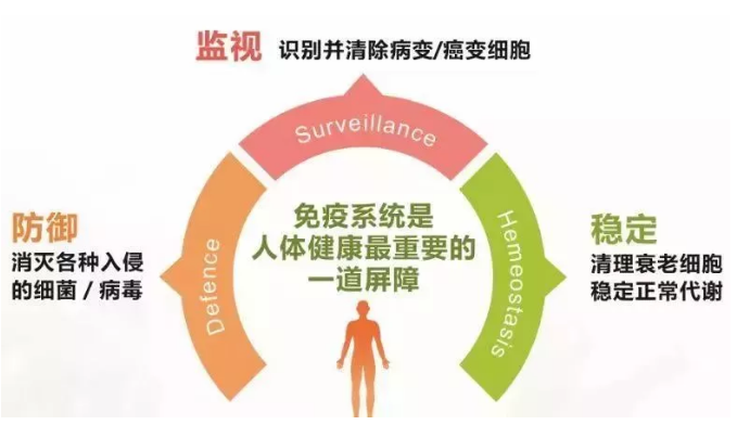 睡眠不足，你的免疫細胞可能先撐不住了！