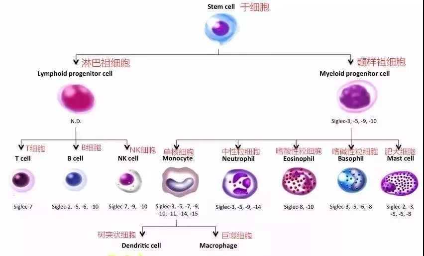 NK細胞：強大的抗癌前鋒！